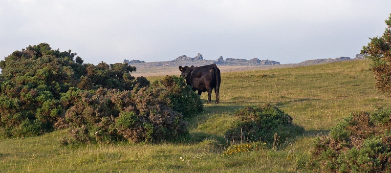 16 Cow on Dartmoor.JPG - KONICA MINOLTA DIGITAL CAMERA